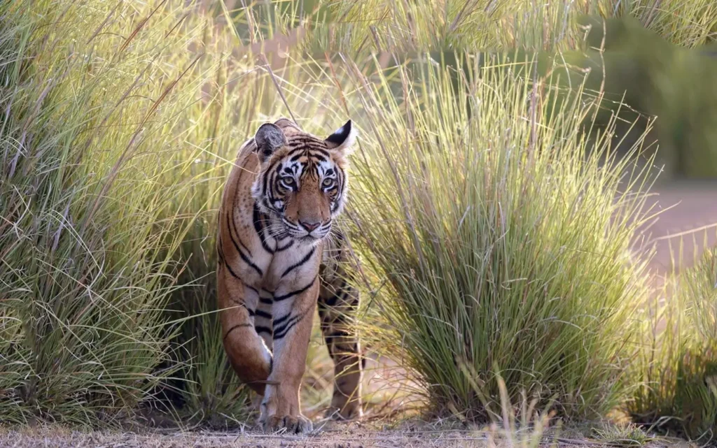 Wildlife